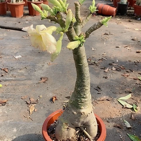 【闪购商品】无花朵霖***雨