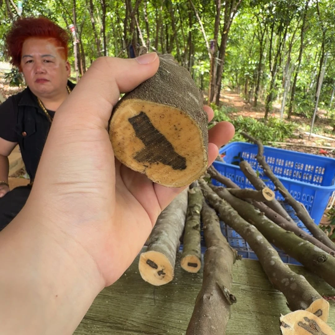 线香奇楠沉香原木