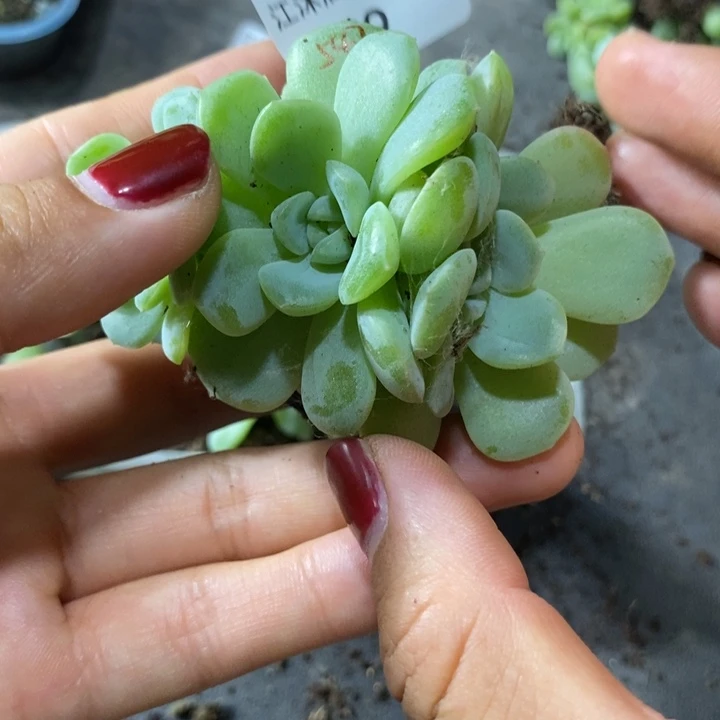 F***）标签129珍妮zN547芽苗一个多肉