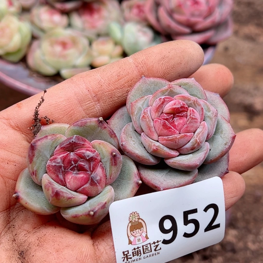 多肉植物多肉植物