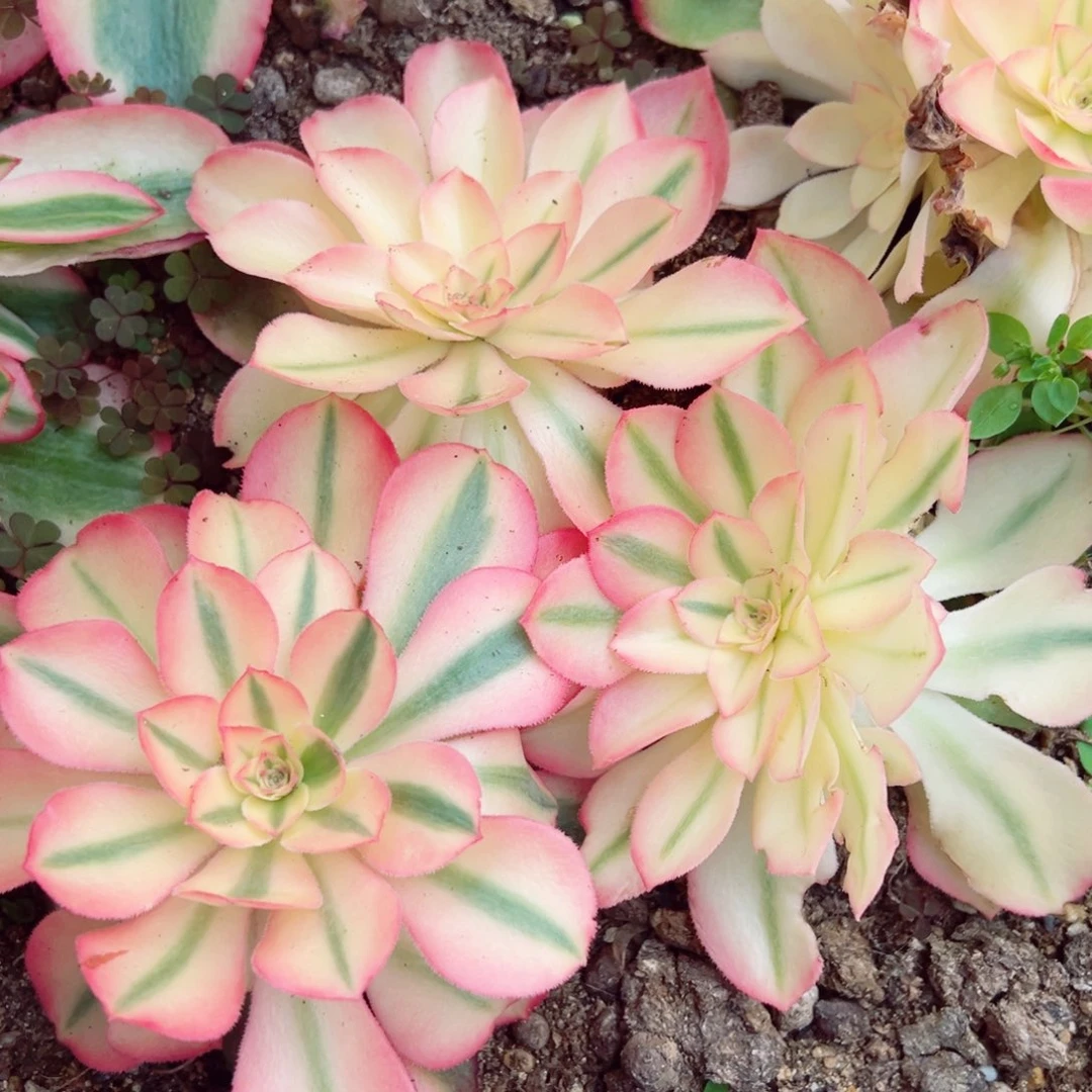 香妃三颗高锦多肉植物