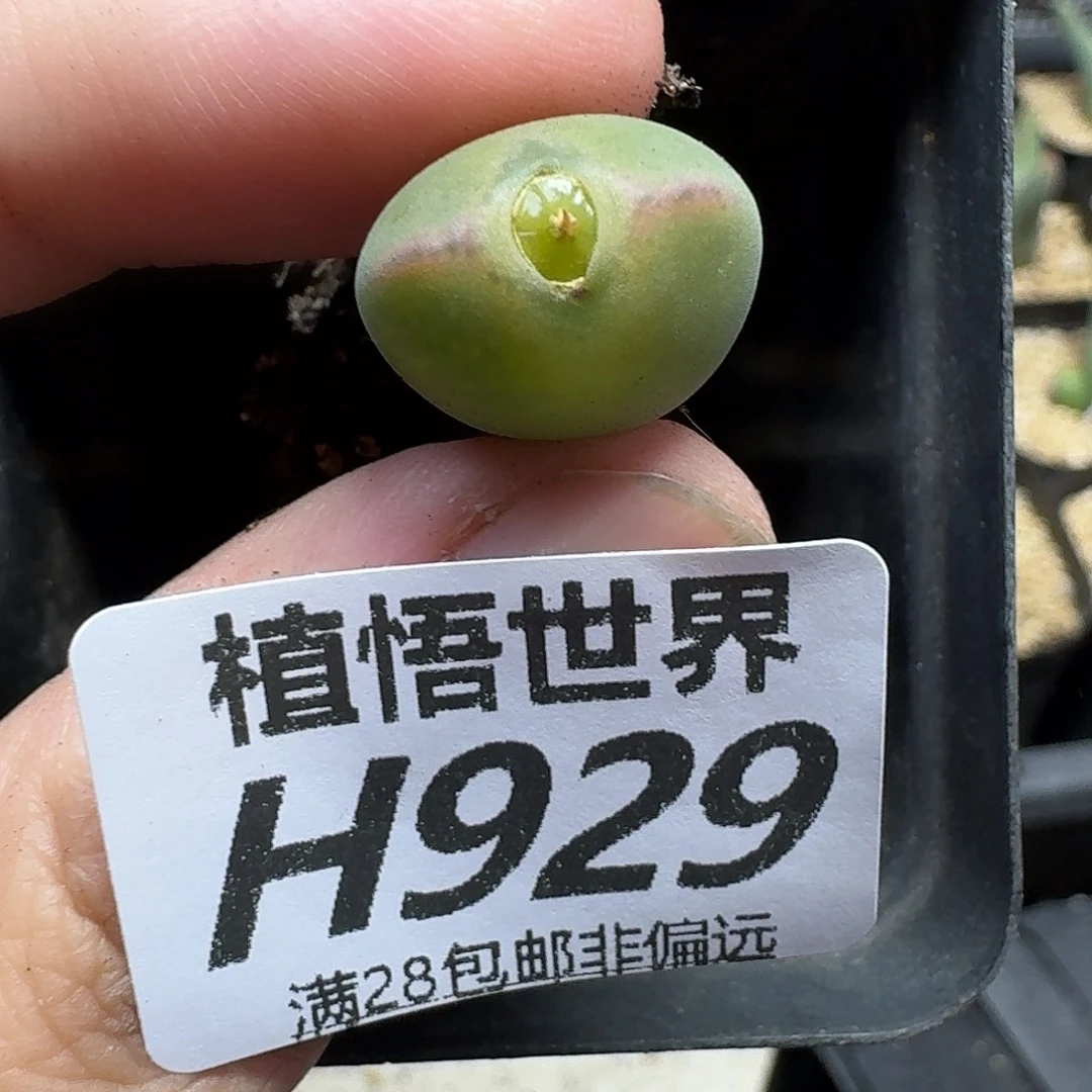 多肉植物的人生jjjk