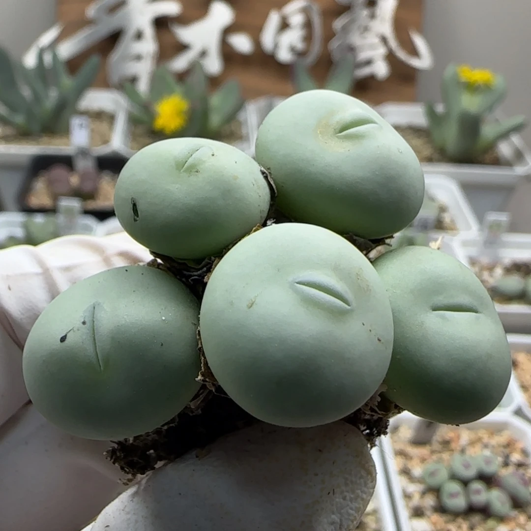 不***茶9-17当天满38包邮白花大g嘟嘟嘴1.9cm左右