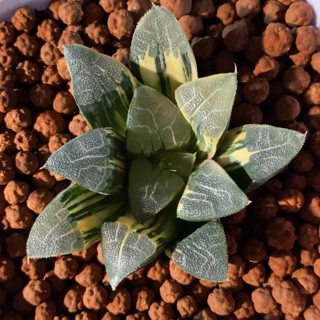 一颗实生大克锦 元旦福利