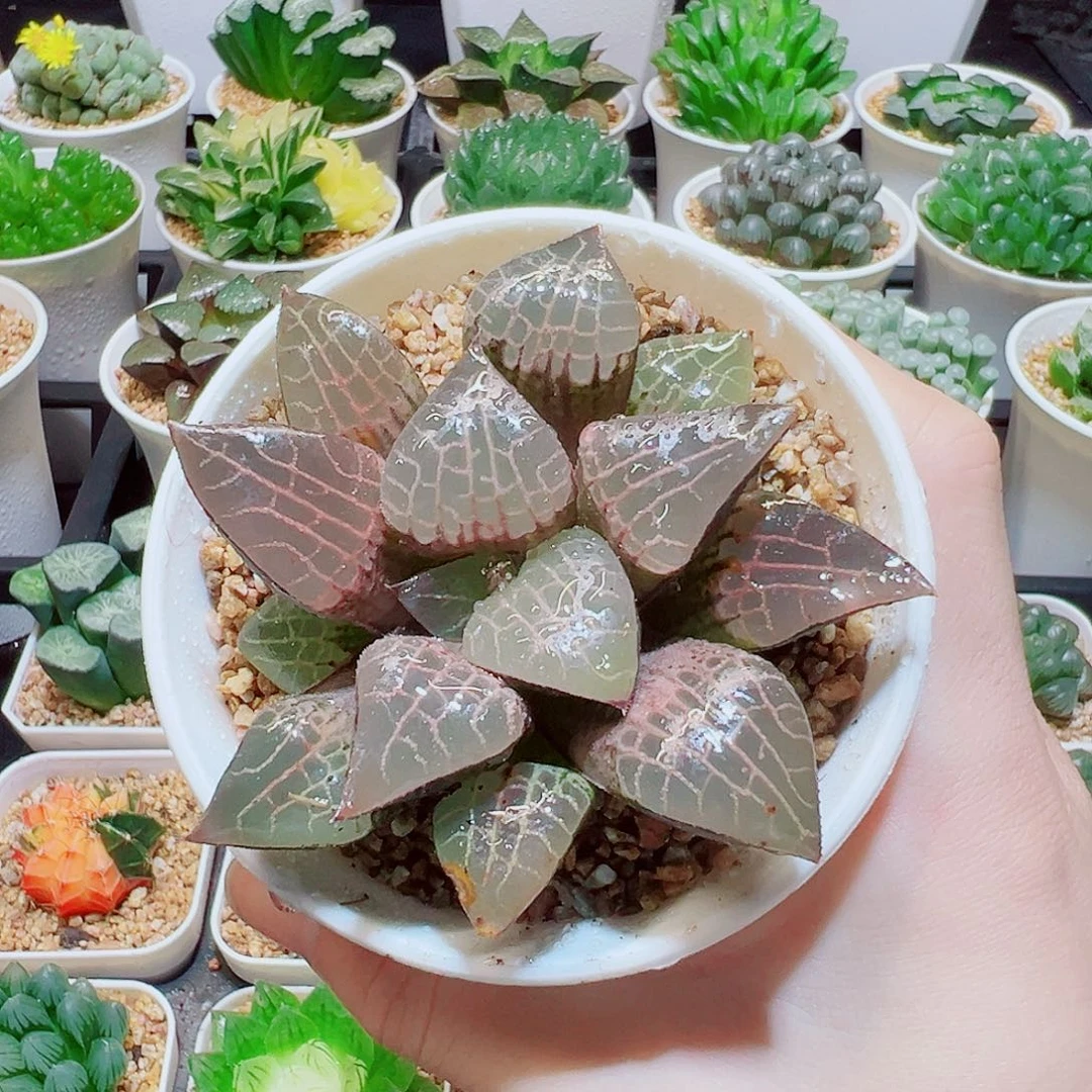 粉玻璃康平，12.8，666