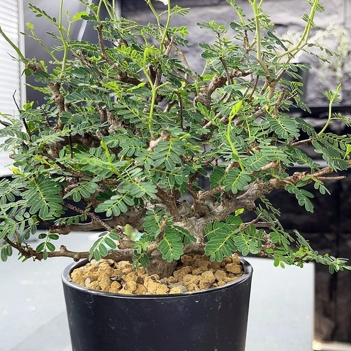 夏****瓜沙漠苏木一物一拍