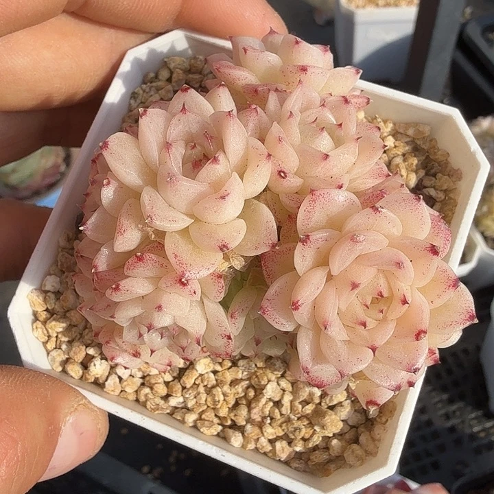 0118-51 麦秆优选