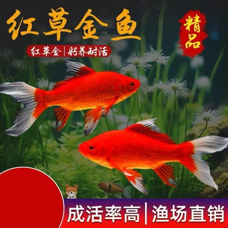 草金鱼活鱼锦鲤鱼苗观赏鱼淡水鱼冷水鱼小型耐活活体小金鱼红草金