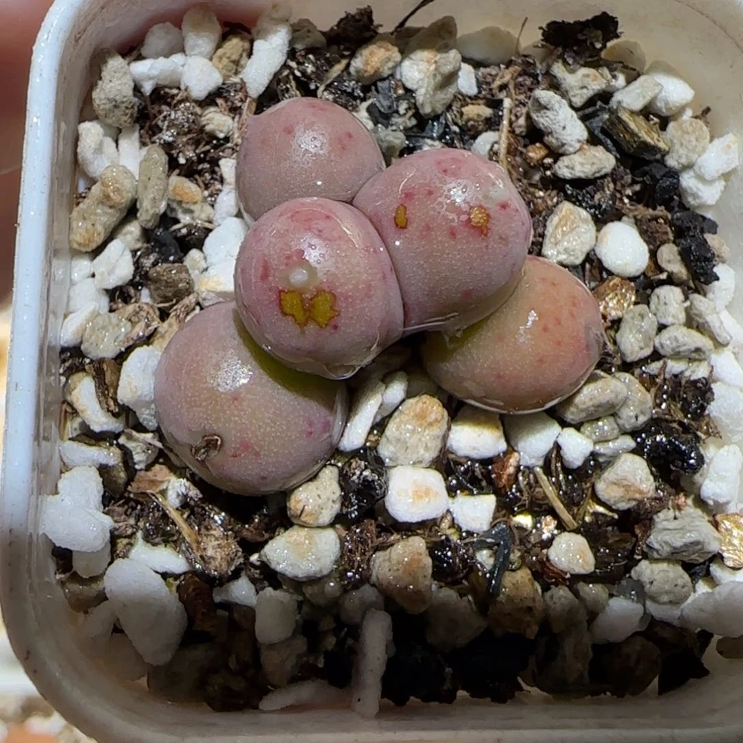 肉锥多肉植物百科4-紫葡萄247