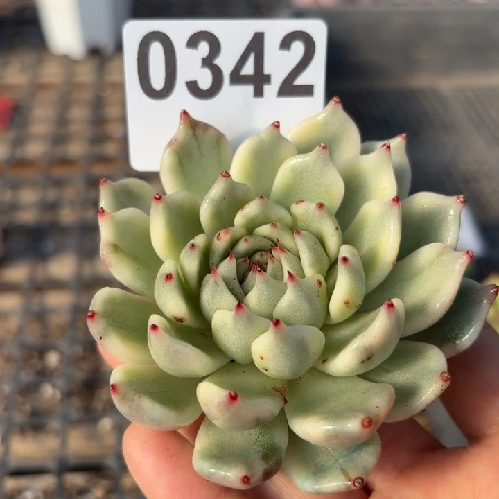 多肉植物头盖锦满18包邮当场凑单