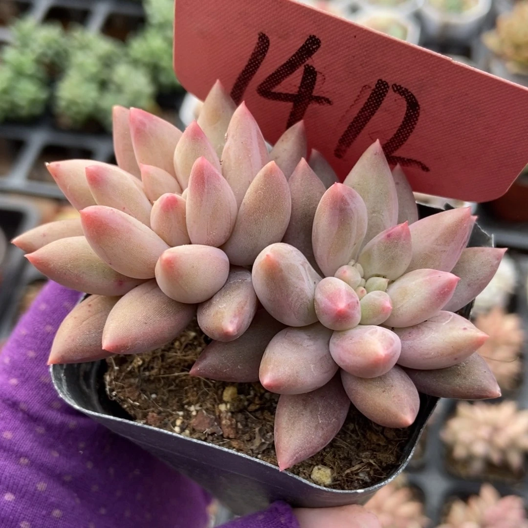 1412水晶球多肉植物