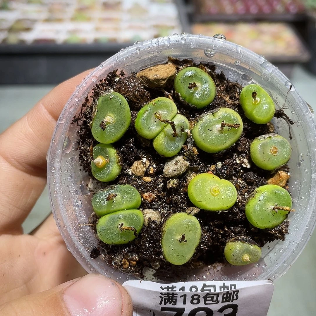 793当天凑满十八元包邮生石花