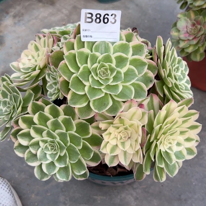 863孔雀翎20厘米左右