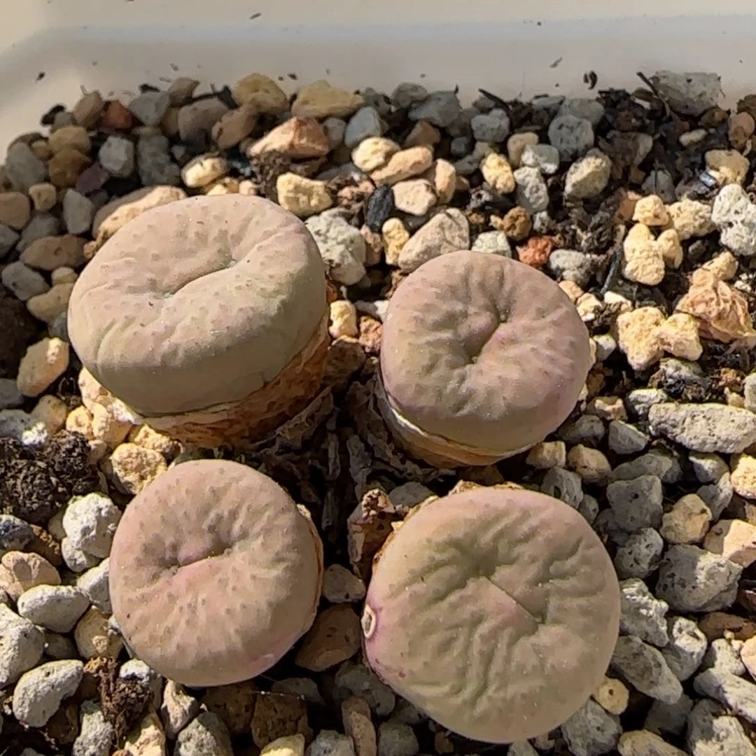 i*包5-26-当天满38包邮大奶油嘴