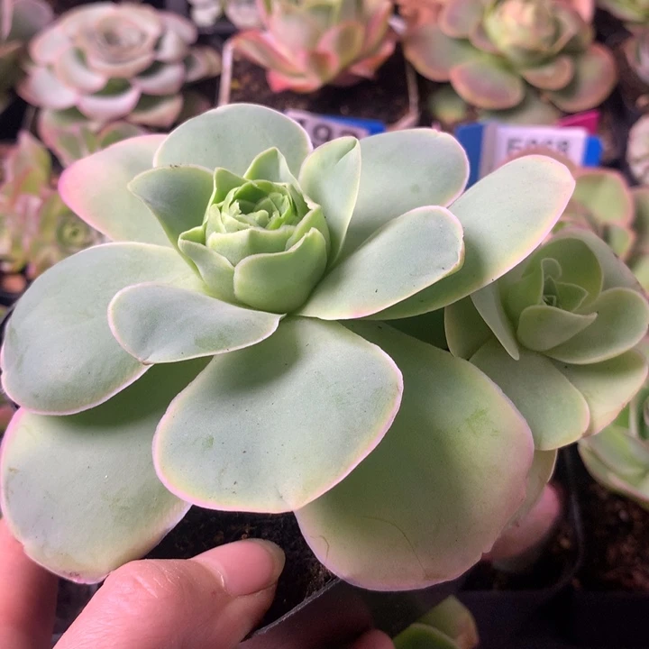 一物一拍星辰凤月172