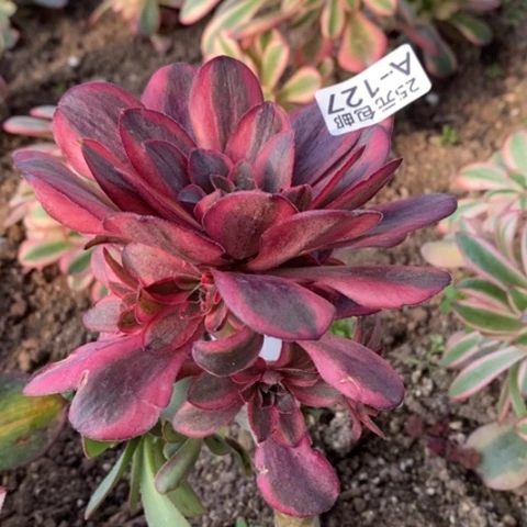 127嫁接魅金玫瑰锦砍过满25包邮多肉