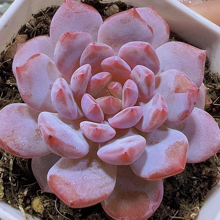 玉芙蓉19包邮多肉植物