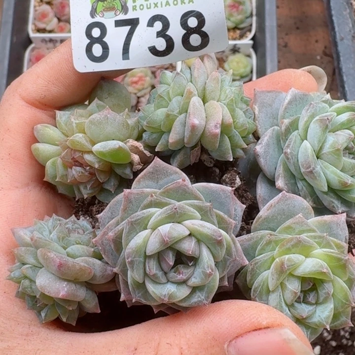 多肉植物多肉植物