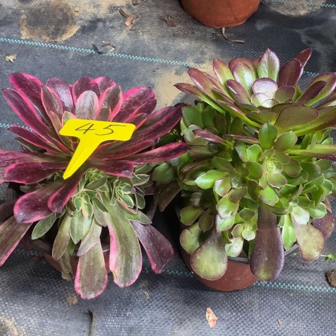 45金丝雀荷兰玫瑰一组