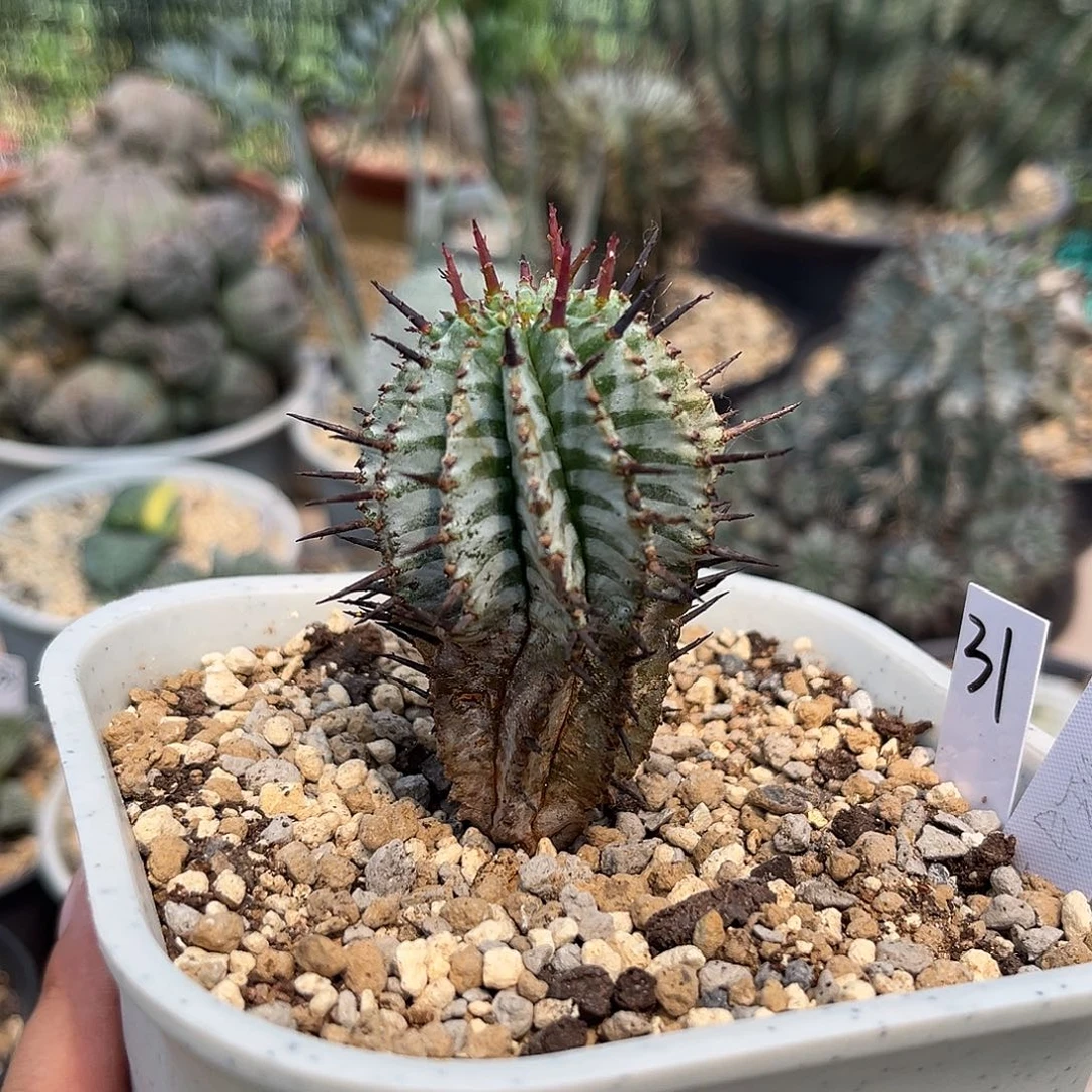 31脱土发 11111111111