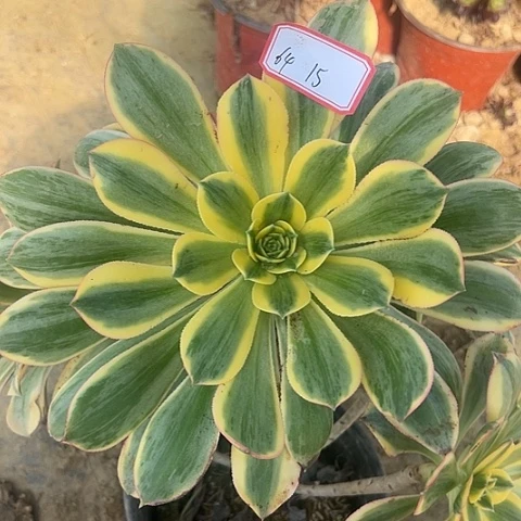 多肉植物灿烂64号