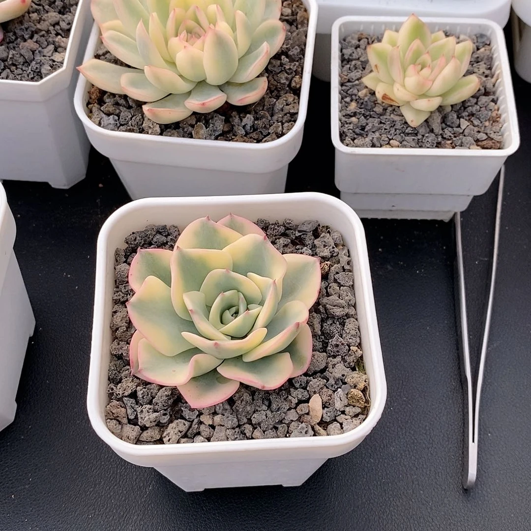 奶油黄桃锦多肉植物老桩