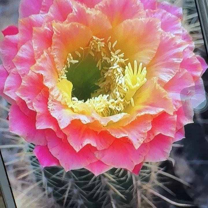 超级大满贯侧芽5公分毛花柱