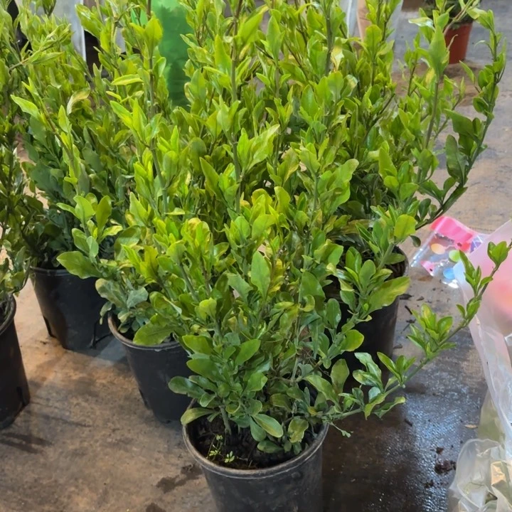 原盆原土｜一加仑蓝雪花