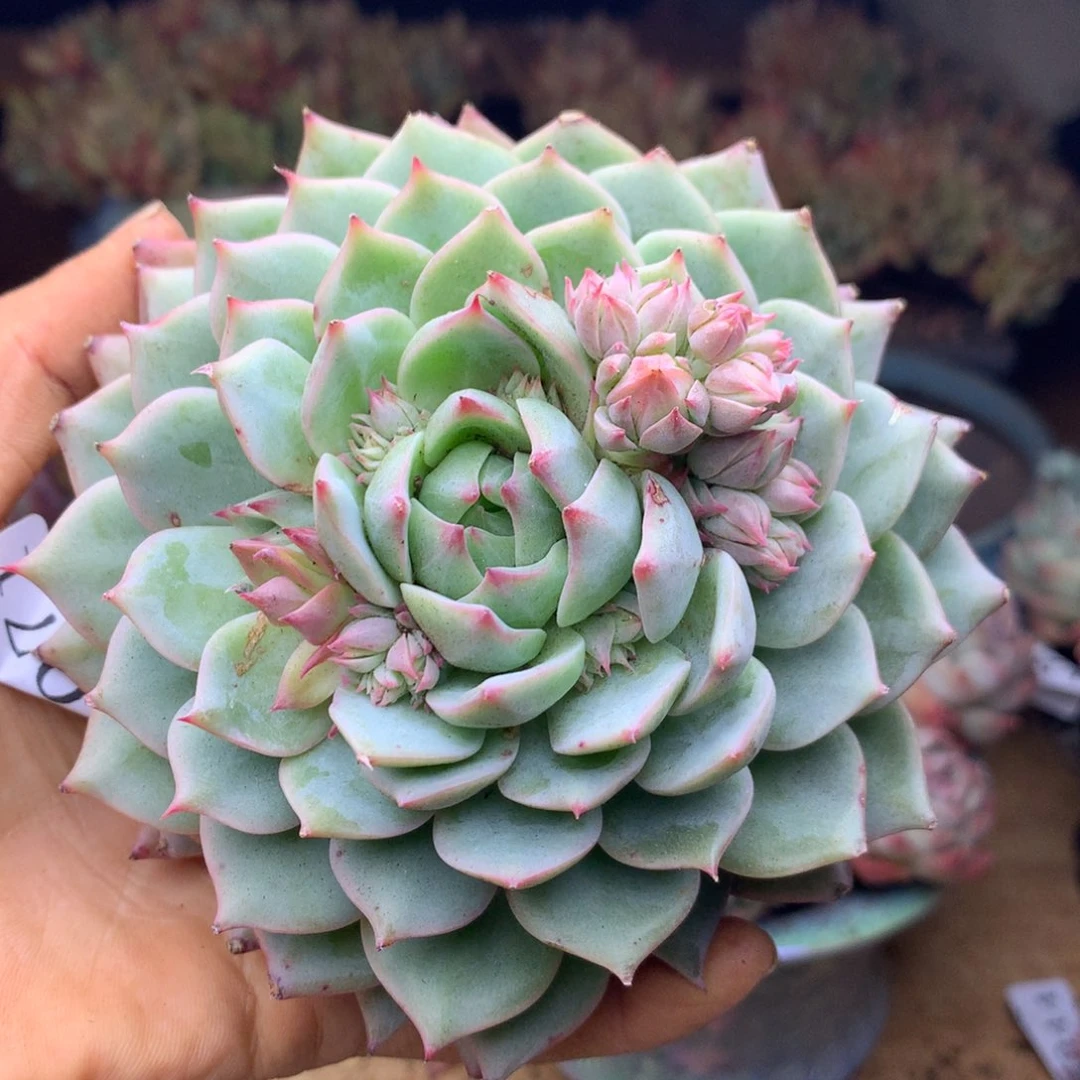 1071杂交精品基地10厘米