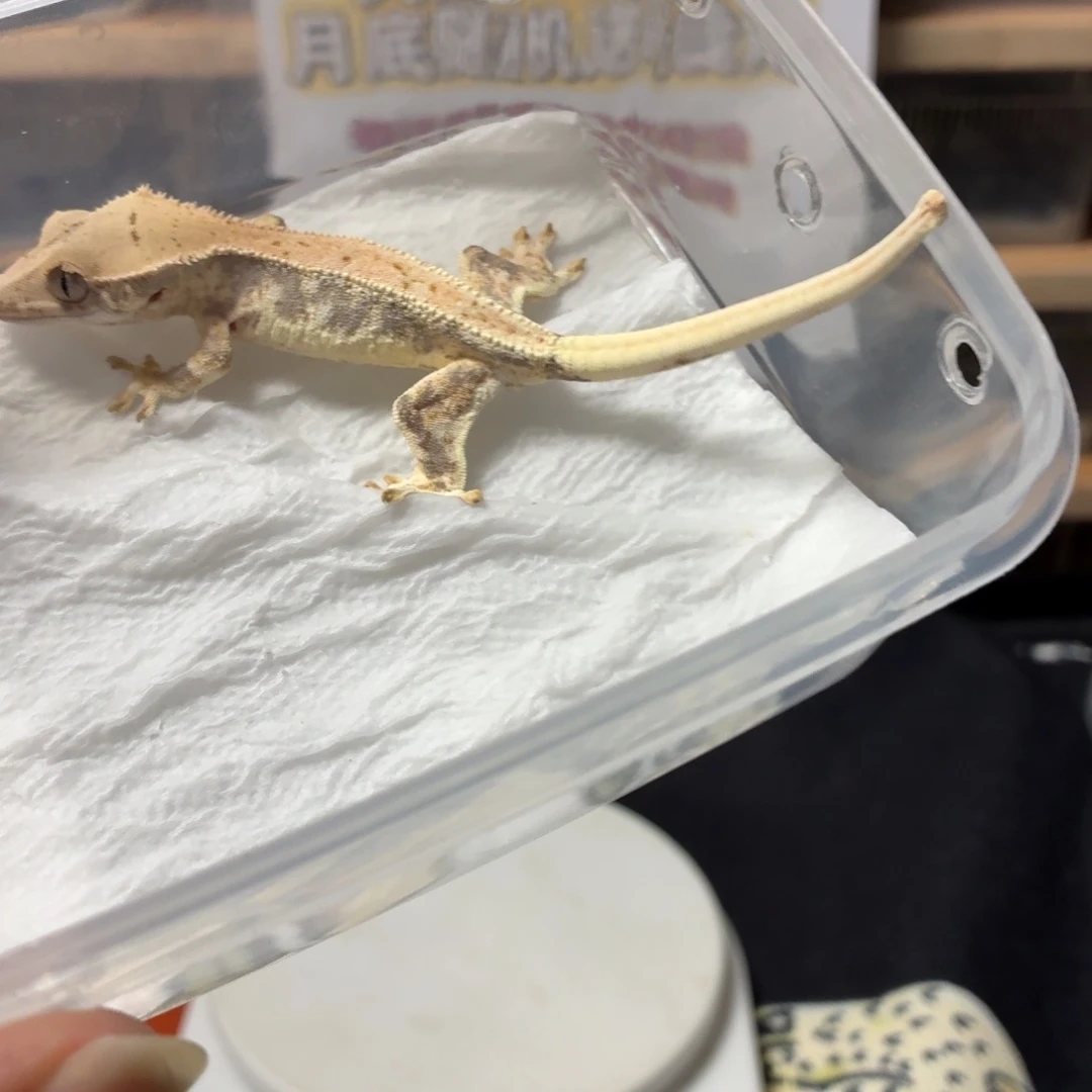 睫角守宫睫角守宫可爱入门