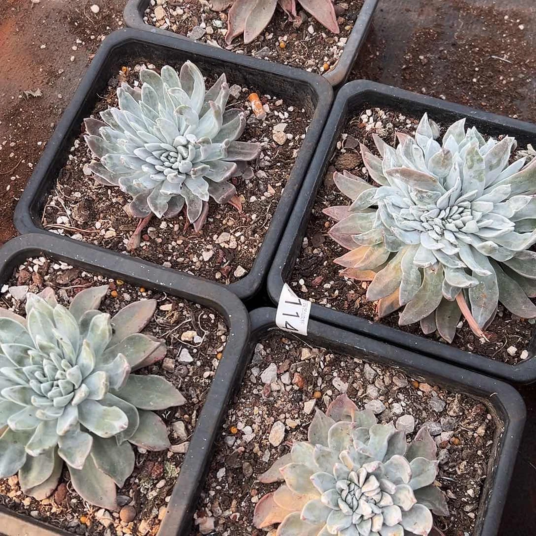 梁*杰2代杂交仙女杯多肉。泡芙杂