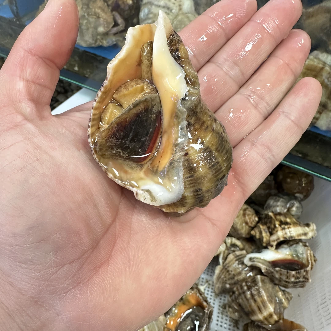 【深蓝甄选】莱州湾鲜活青皮小海螺500克（6-8个左右），鲜甜口肉质鲜嫩。