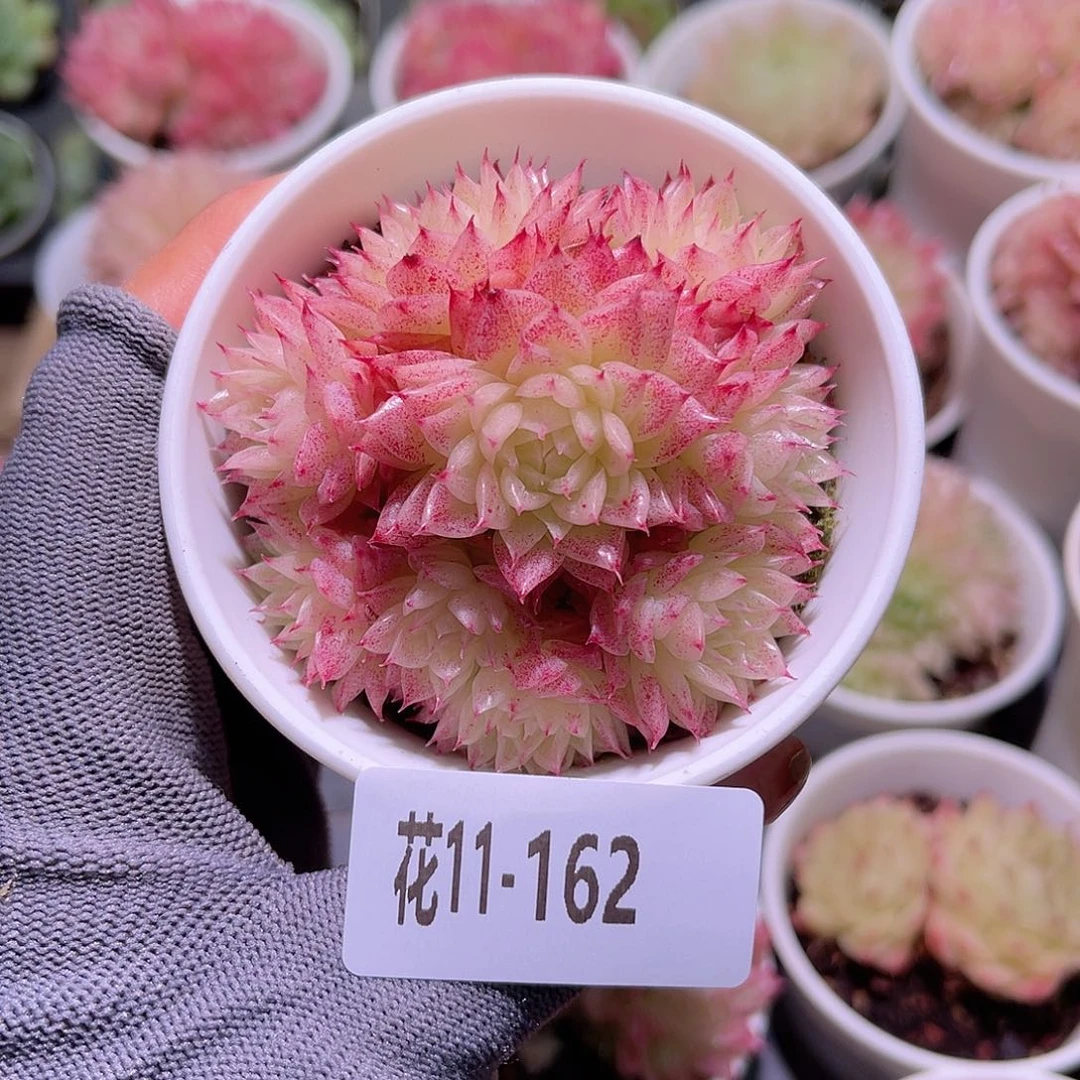 花11-162麦秆群生