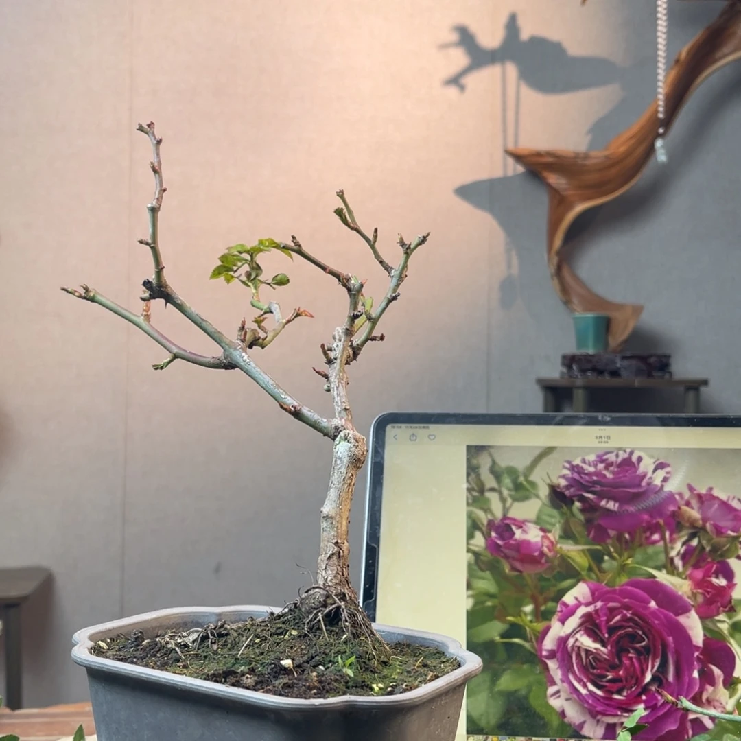 猫***猫少量花朵（建议范围：2朵-5朵 或40%以下）