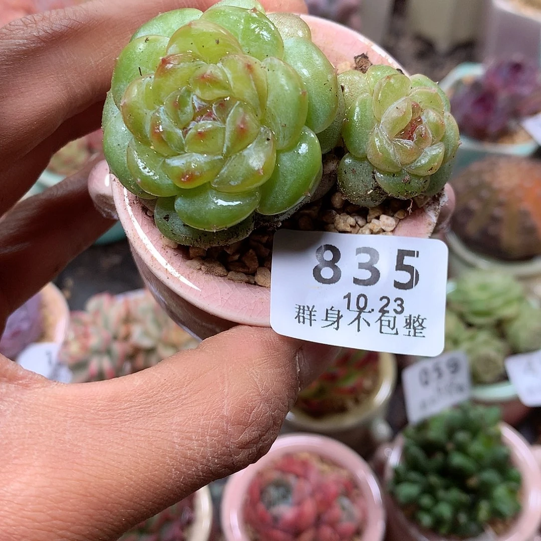 精控拇指盆10.23835