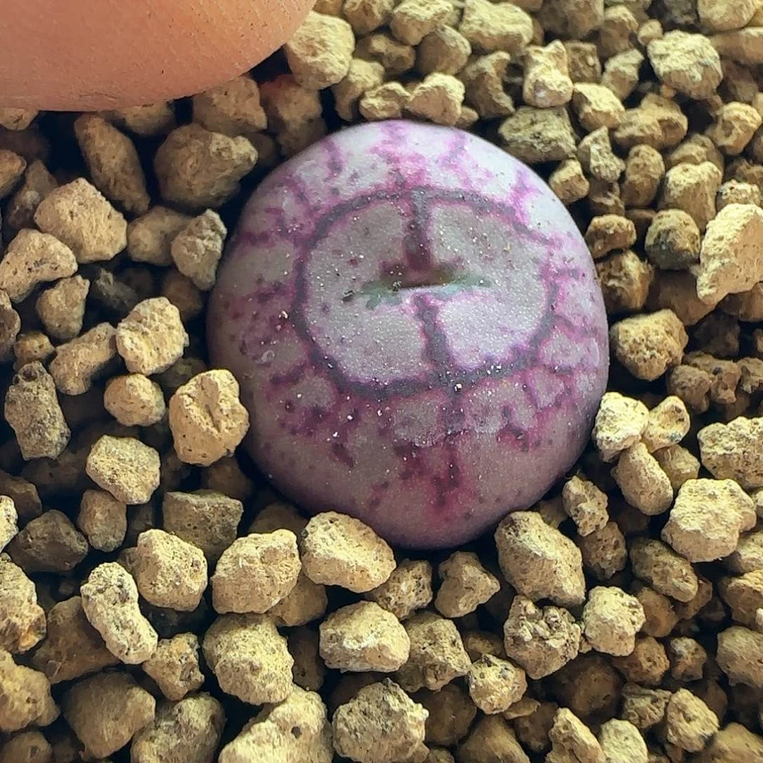 野*28包邮脱土发货27821