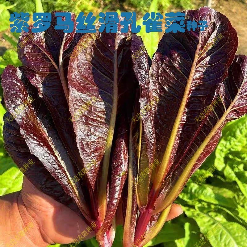 【全店6包包邮】紫孔雀菜种甜高营养直立生菜不生虫不打药生吃脆庭