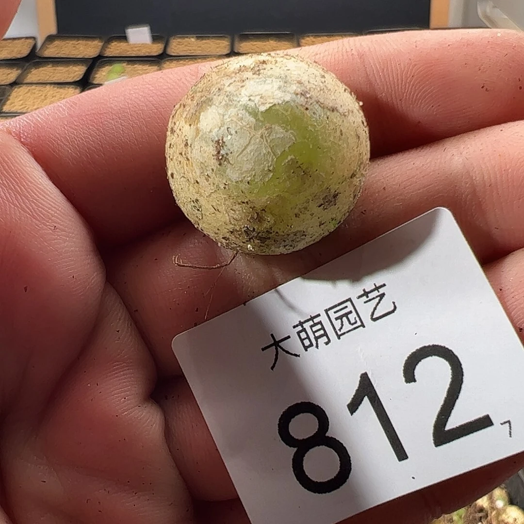 0000812 一物一拍……