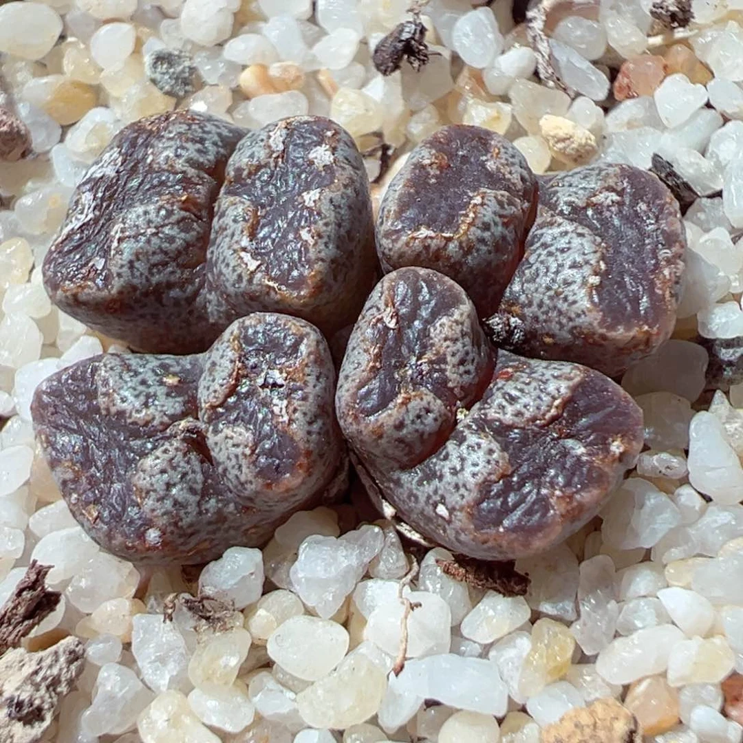 0204-129多肉蝴蝶