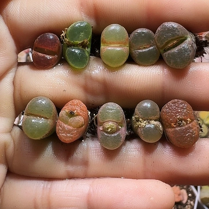 H****9生石花等1111111。  211