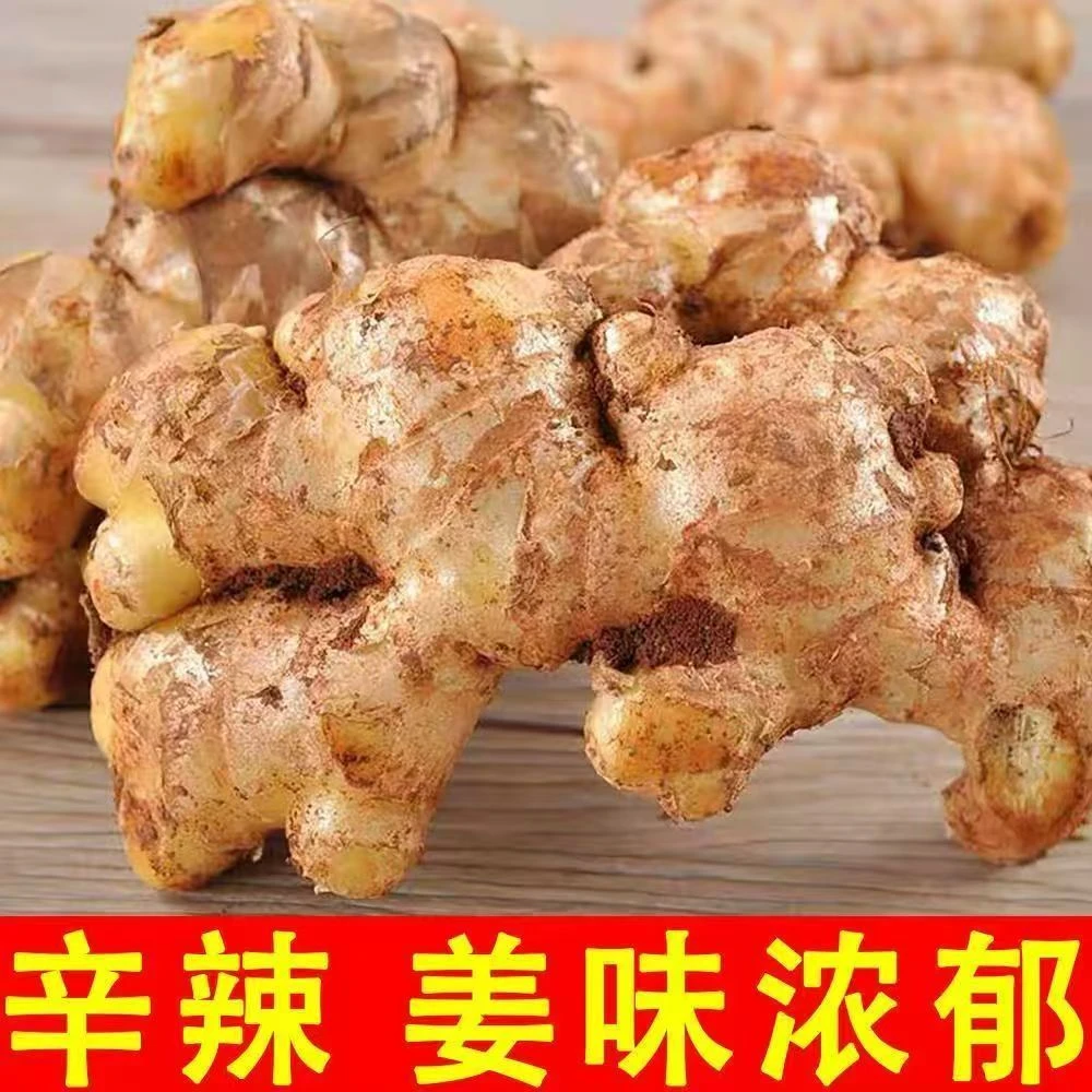 贵州高山正宗小黄姜生姜老姜小黄姜月子姜老姜土姜沙姜产地直发