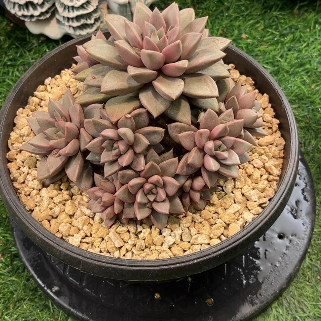 风**里狼牙杂狼牙杂