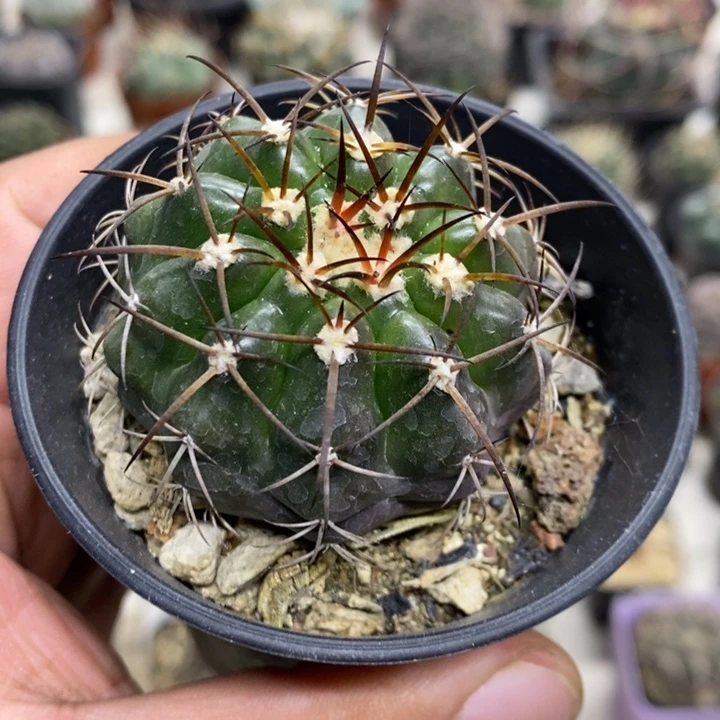 实生圆盘玉特价包邮