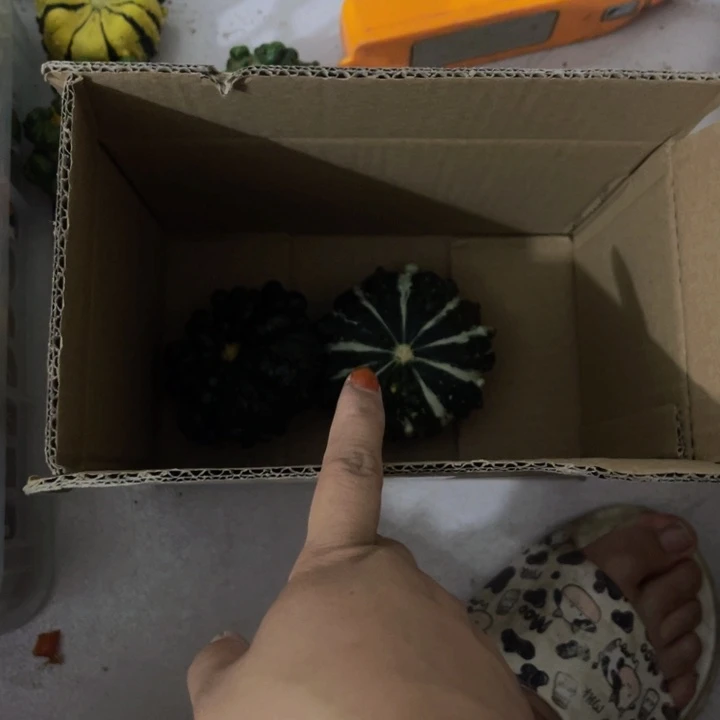 ～****～刺心青皮葫芦