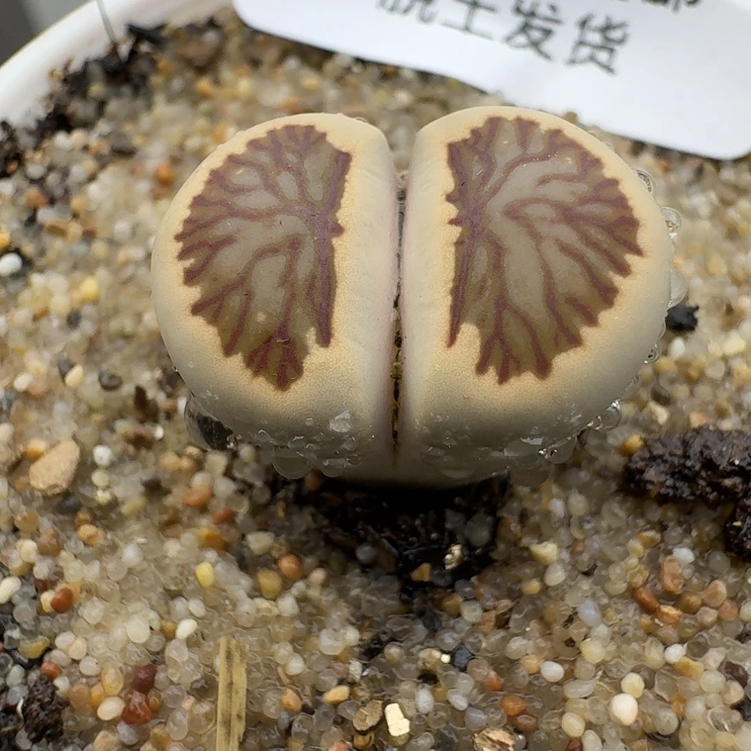 39多肉哈哈哈哈哈哈哈