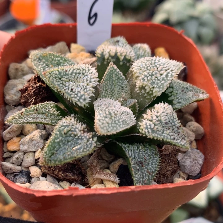 刺猬，带盆土发货了