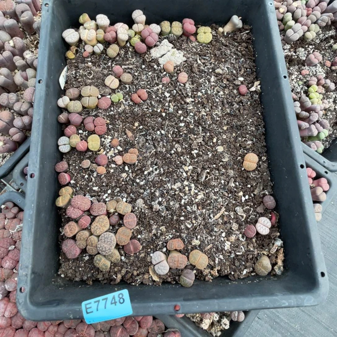 胖***刘7748筐福利不售后