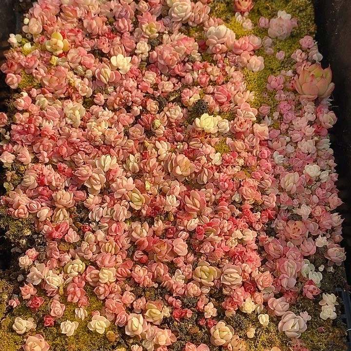 379 多肉植物盆栽花卉植物