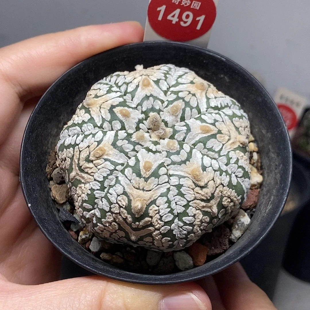 实生海星超V兜5.4cm