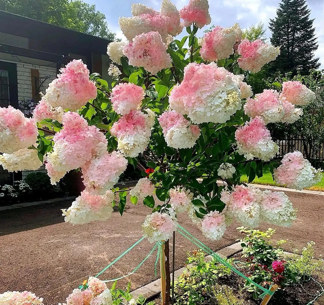 【圆锥绣球】渐变色重瓣绣球花绿植花卉露天绣球